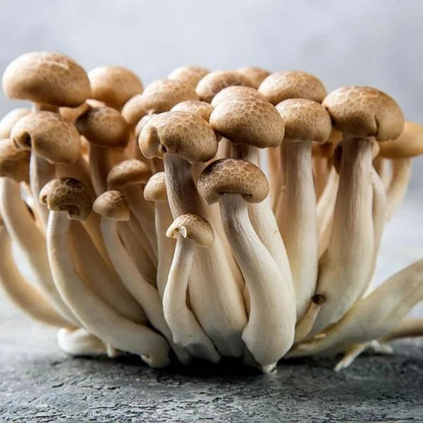 Brown Beech Mushrooms