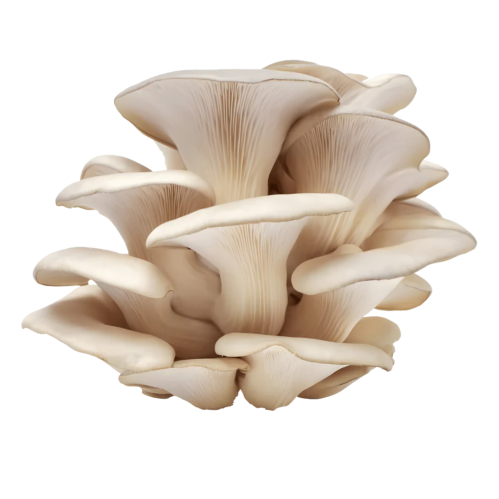 Pearl Oyster Mushrooms