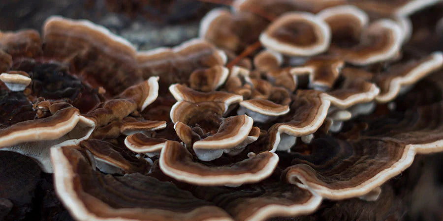 Turkey Tail Mushrooms