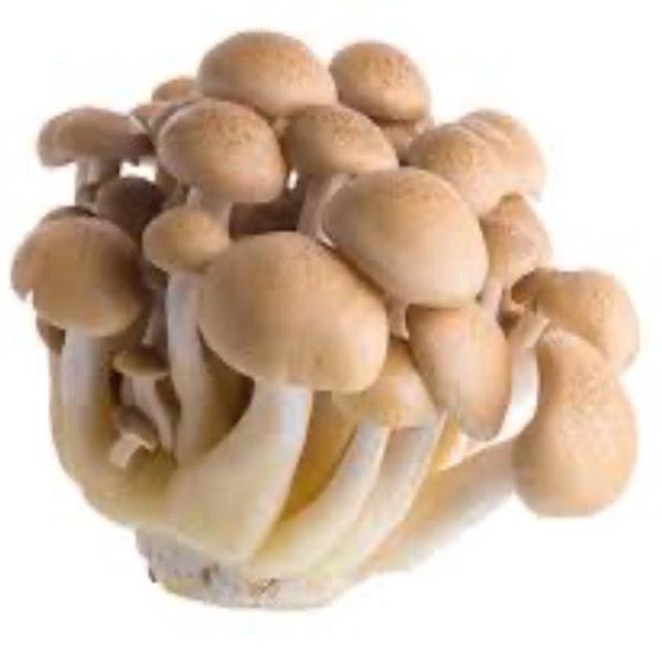 Brown Beech Mushrooms