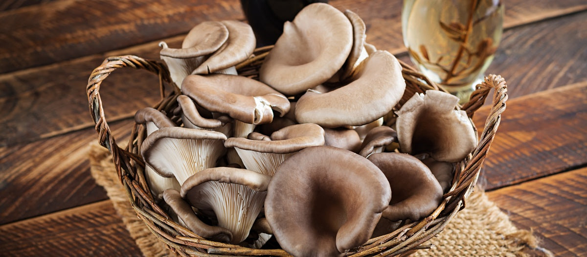 Pearl Oyster Mushrooms