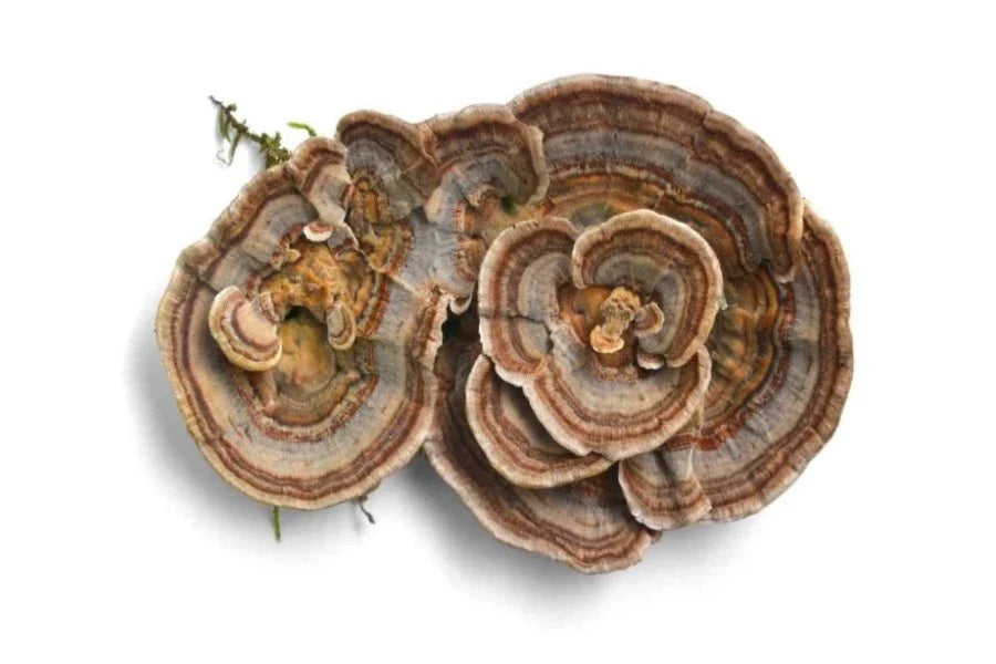 Turkey Tail Mushrooms